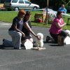 XXIII. klubová výstava Klubu chovatelů Bichon á poil Frisé